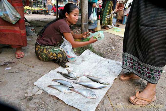 Il pesce fresco al mercato, Khong Island, Laos