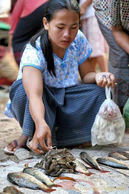 Rane, Khong Island, Laos