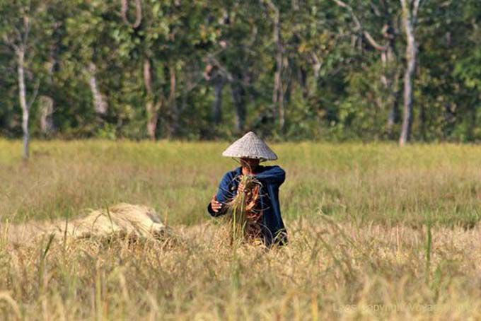 Raccolta del riso in Ban Thakho, Laos