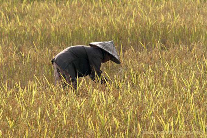 In risaia, Ban Thakho, Laos