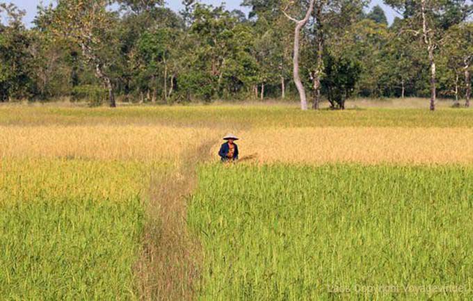 L'offerta per il maturo Ban Thakho, Laos