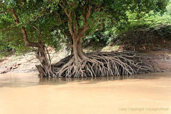 Root imbroglio lungo il fiume Mekong, Luang Prabang, Laos