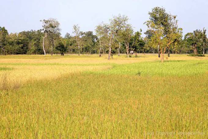 Riso, riso, riso Sud Laos, Laos