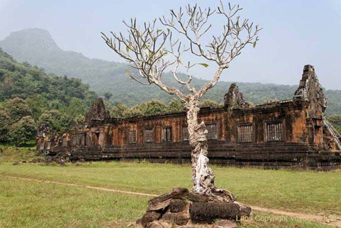 Frangipani a North Palace, Wat Phou, Laos