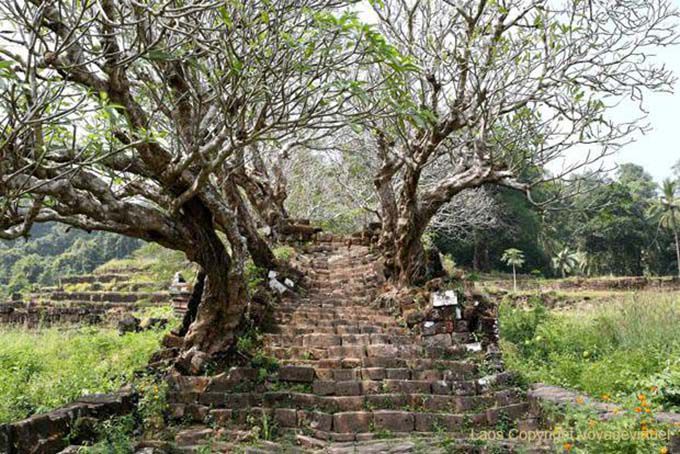 Scala ricoperta di frangipani, Wat Phou, Laos