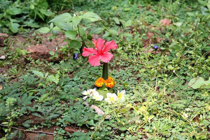 Offrendo fiori, Vat Phou, Laos