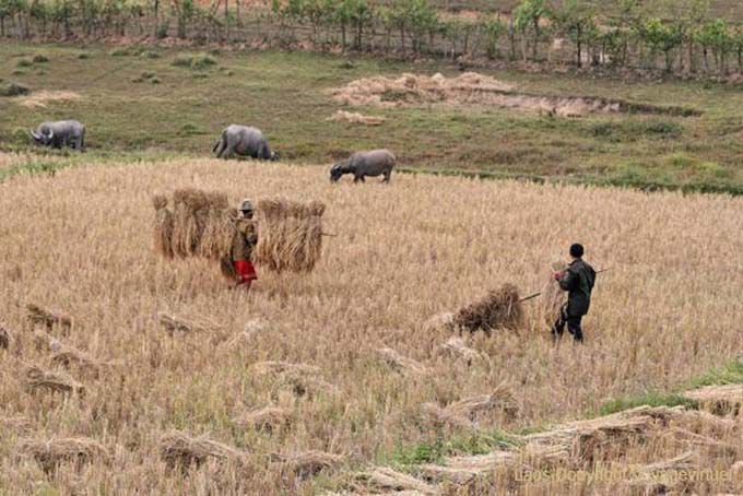 Il duro lavoro nei campi, Xieng Khouang, Laos