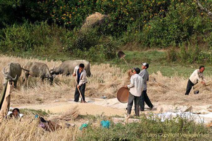 Gli agricoltori rendendo raccolta Hmong Xieng Khouang, Laos