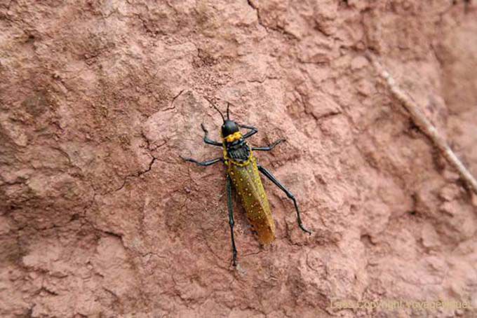 Cavalletta nero e giallo, Piana delle Giare Xieng Khouang, Laos