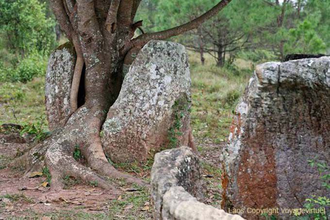 Jarre rotto da un albero, Piana delle Giare Xieng Khouang, Laos