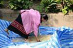 Ordinamento il raccolto di riso Ban Xanhai, Laos.