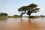 Albero in mezzo al fiume, Det Isola, Laos.