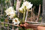 Bouquet di White Lotus Khone Island, Laos.