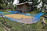 Riso essiccazione, Khone Island, Laos.