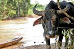 Buffalo vicino alla spiaggia Khonggyai, Don Khon, Laos.