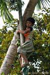 Perilous betel raccolta, Khone Island, Laos.