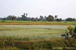 Campagna e culture, Khong Island, Laos.
