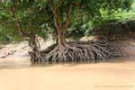 Root imbroglio lungo il fiume Mekong, Luang Prabang, Laos.