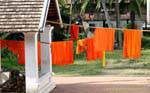 Arancione monaco, Wat Sene Soukharam, Luang Prabang, Laos.
