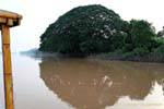 Palla Albero, Mekong, Laos meridionale, Laos.