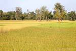 Riso, riso, riso Sud Laos, Laos.