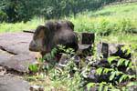 Elephant rimane, Wat Phou, Laos.