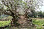 Scala ricoperta di frangipani, Wat Phou, Laos.