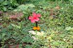 Offrendo fiori, Vat Phou, Laos.