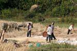 Gli agricoltori rendendo raccolta Hmong Xieng Khouang, Laos.