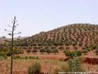 Un albero collina coperta di oliva, intorno Essaouira, Marocco.