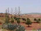 Aloe e terra rossa intorno Essaouira, Marocco.