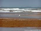 Convulsa gru lungo la spiaggia fino al fiume Igrounzar, Essaouira, Marocco.