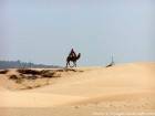 Camel sulle dune vicino Diabet, Essaouira, Marocco.