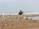 Spiaggia con gli uccelli marini, un cammello e selvaggio oceano, Essaouira, Marocco.