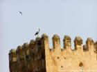 Cicogna Martinet in volo e sui bastioni del Grand Mechouar Fès, Marocco.