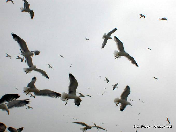 Sciame di uccelli marini sopra il porto di Essaouira - Marocco