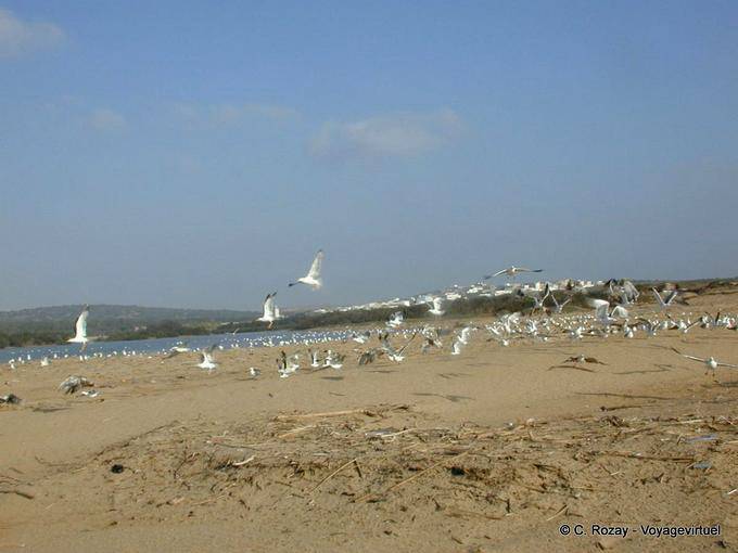 Uccelli nei pressi della foce del wadi Igrounzar, Essaouira - Marocco