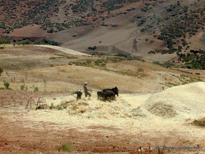 Unire con i vecchi cavalli intorno Khenifra - Marocco