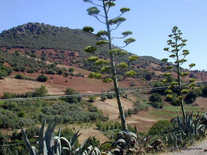 Azigza, terra rossa e verde intorno Khenifra - Marocco