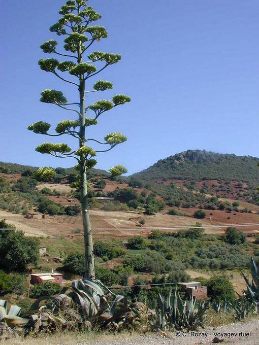 Aloe giganti su sfondo foresta, Khenifra - Marocco