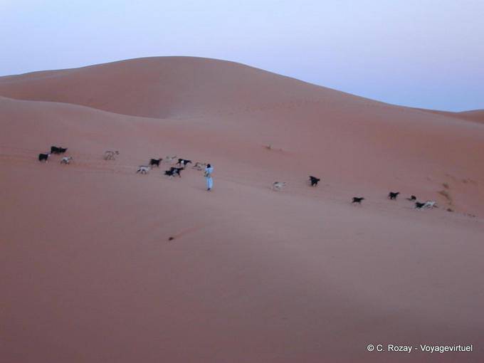 Un pastore e il suo gregge nelle dune rosa di Merzouga - Marocco
