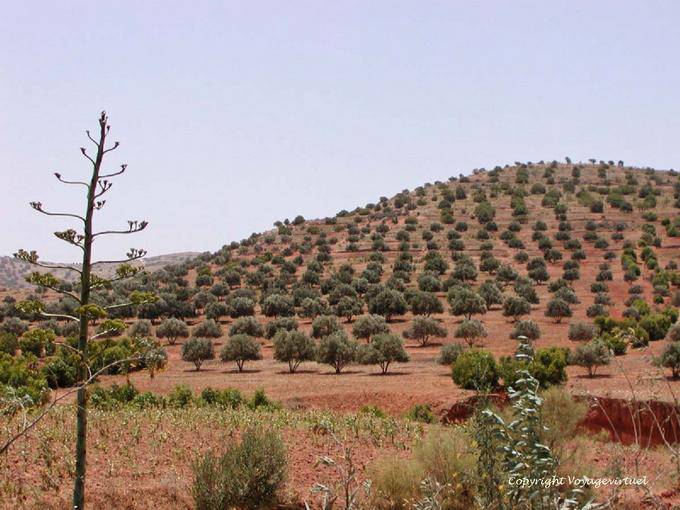 Un albero collina coperta di oliva, intorno Essaouira - Marocco