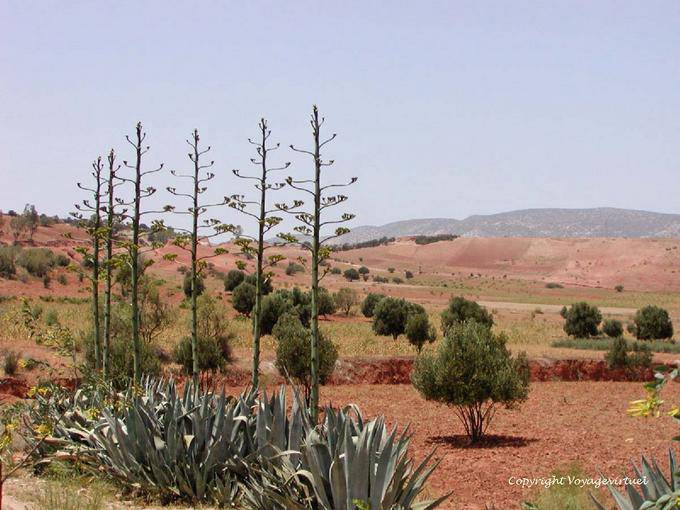 Aloe e terra rossa intorno Essaouira - Marocco