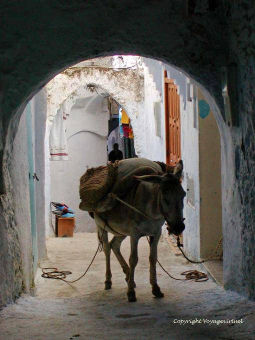 Donkey sellato in un vicolo, Medina, Chefchaouen - Marocco