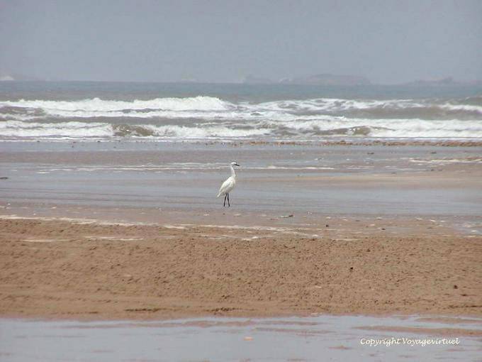 Convulsa gru lungo la spiaggia fino al fiume Igrounzar, Essaouira - Marocco