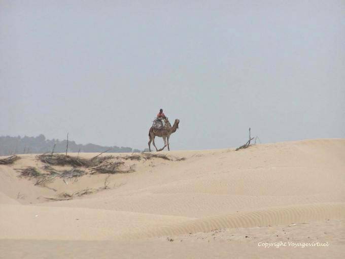 Camel sulle dune vicino Diabet, Essaouira - Marocco