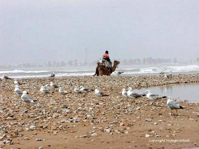 Spiaggia con gli uccelli marini, un cammello e selvaggio oceano, Essaouira - Marocco