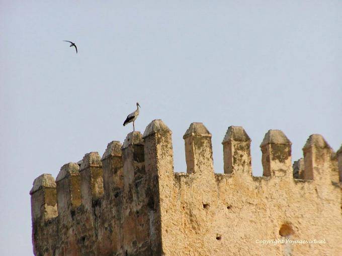 Cicogna Martinet in volo e sui bastioni del Grand Mechouar Fès - Marocco