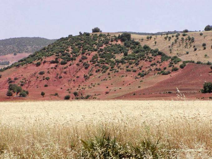 Erosione e Campo di grano maturo, Khénifra - Marocco