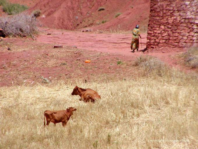 Mucche in paglia dorata e contadino Khénifra - Marocco